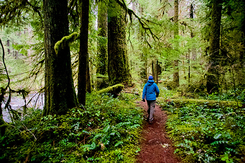 Máhindra ÍvyLush
Amenities - Forest Trail
